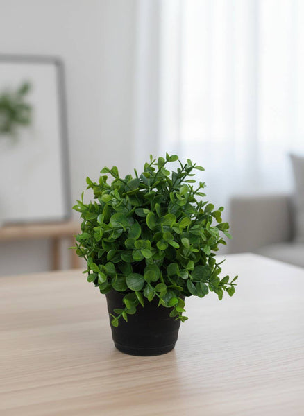 Eucalyptus Pot
